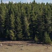 Kowen Pine Forest