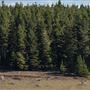 Kowen Pine Forest