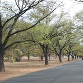 Dunrossil Drive